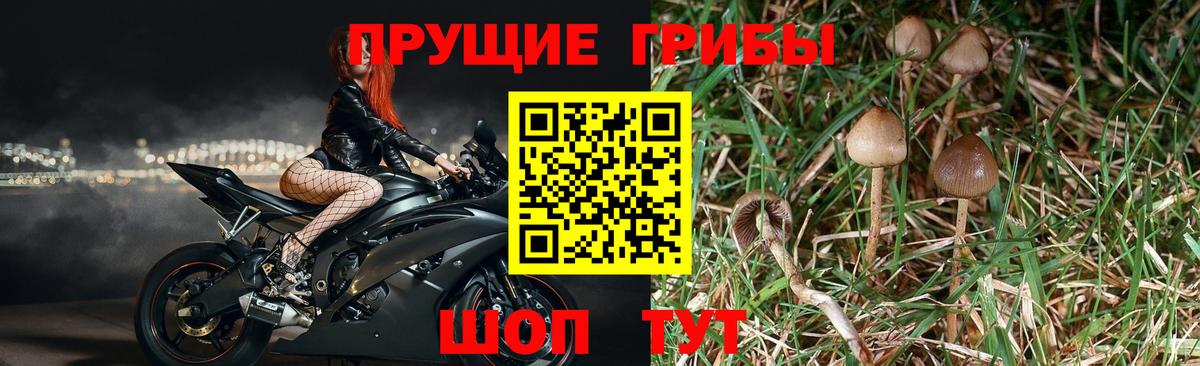 Георгиевск  как найти   Вход с VPN  Псилоцибиновые грибы Magic Shrooms 